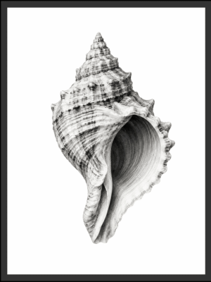 Main: Detailed black and white illustration of a spiral conch seashell with intricate ridges and texture — fine art nature wall art digital download. Short fallback: Black and white conch shell wall art print.