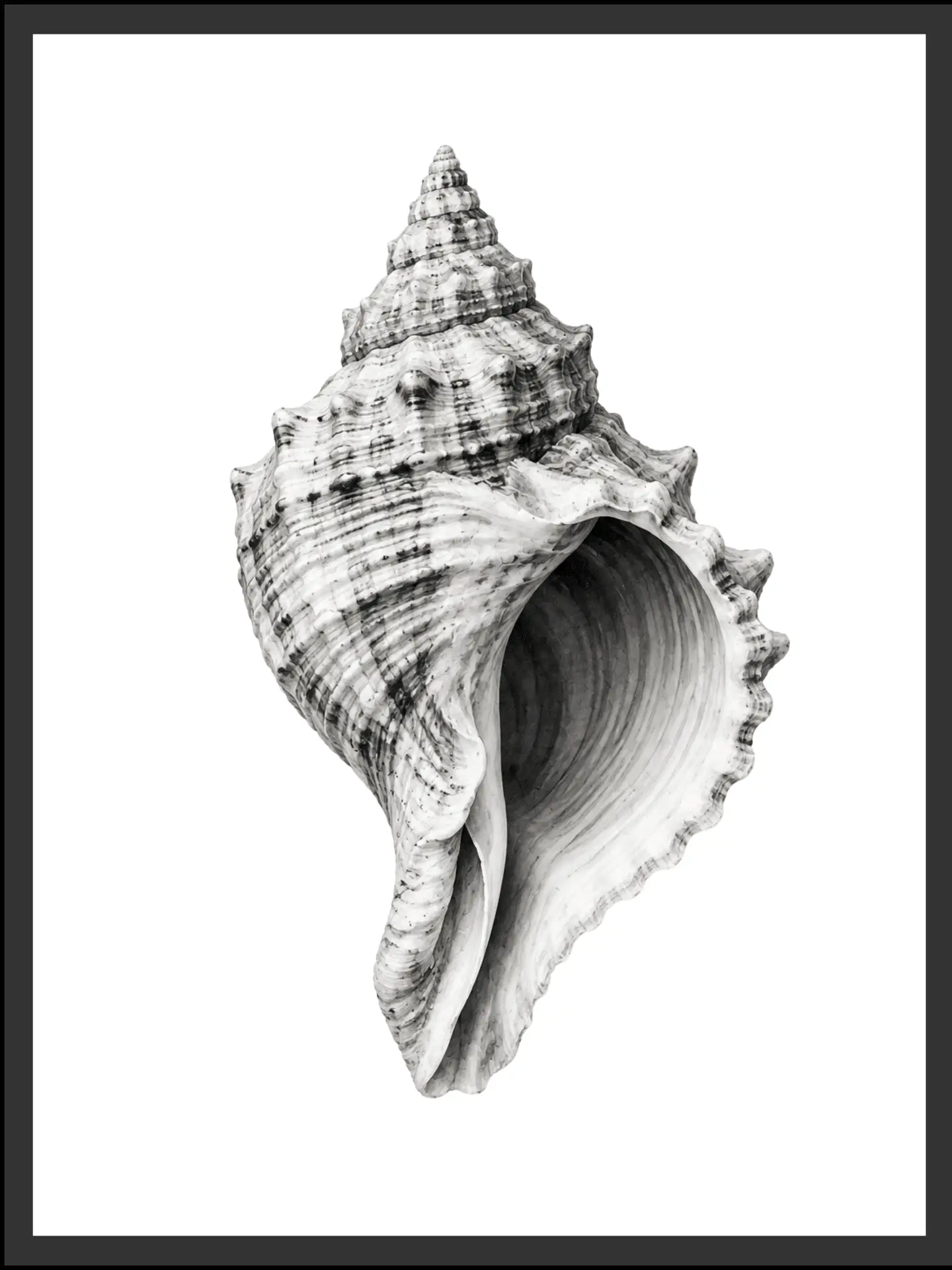 Main: Detailed black and white illustration of a spiral conch seashell with intricate ridges and texture — fine art nature wall art digital download. Short fallback: Black and white conch shell wall art print.