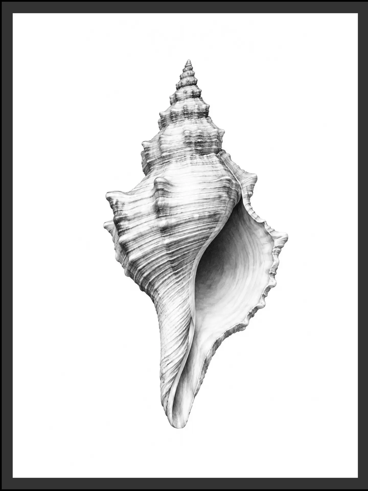 Main: Detailed black and white illustration of a spiral seashell with intricate ridges and texture — fine art nature wall art digital download. Short fallback: Black and white spiral seashell wall art print.