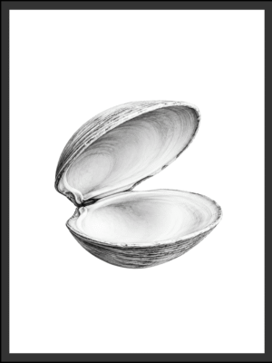 Main: Detailed black and white illustration of an open clam shell showing its smooth, softly shadowed inner curves — fine art nature wall art digital download. Short fallback: Black and white open clam shell wall art print.