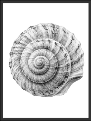 Main: Detailed black and white illustration of a spiral shell viewed from above, showing concentric rings winding to a center point — fine art nature wall art digital download. Short fallback: Black and white spiral moon shell wall art print.
