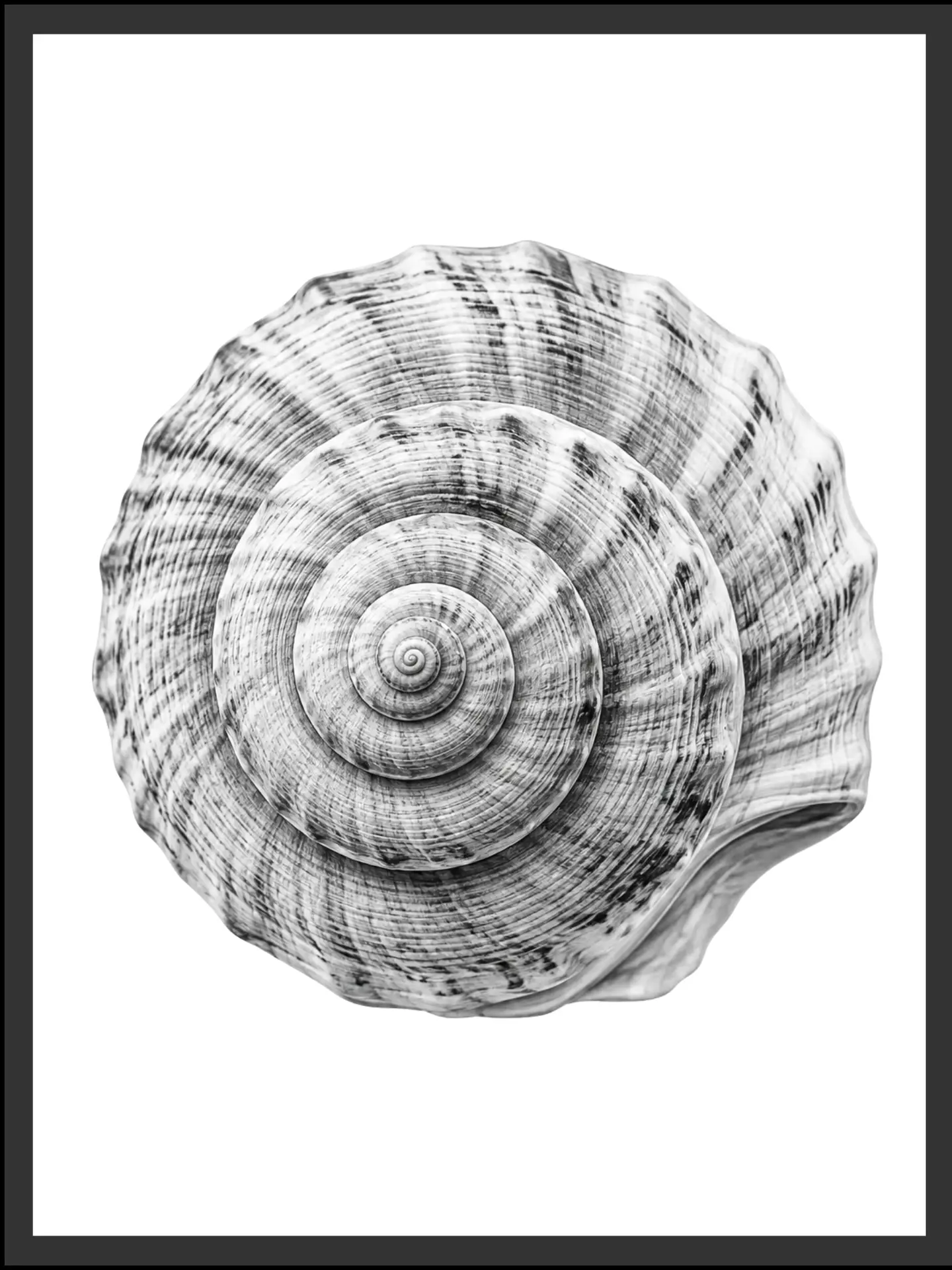 Main: Detailed black and white illustration of a spiral shell viewed from above, showing concentric rings winding to a center point — fine art nature wall art digital download. Short fallback: Black and white spiral moon shell wall art print.