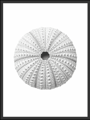 Main: Detailed black and white illustration of a round sea urchin shell covered in raised tubercles with a dark central opening — fine art nature wall art digital download. Short fallback: Black and white sea urchin shell wall art print.