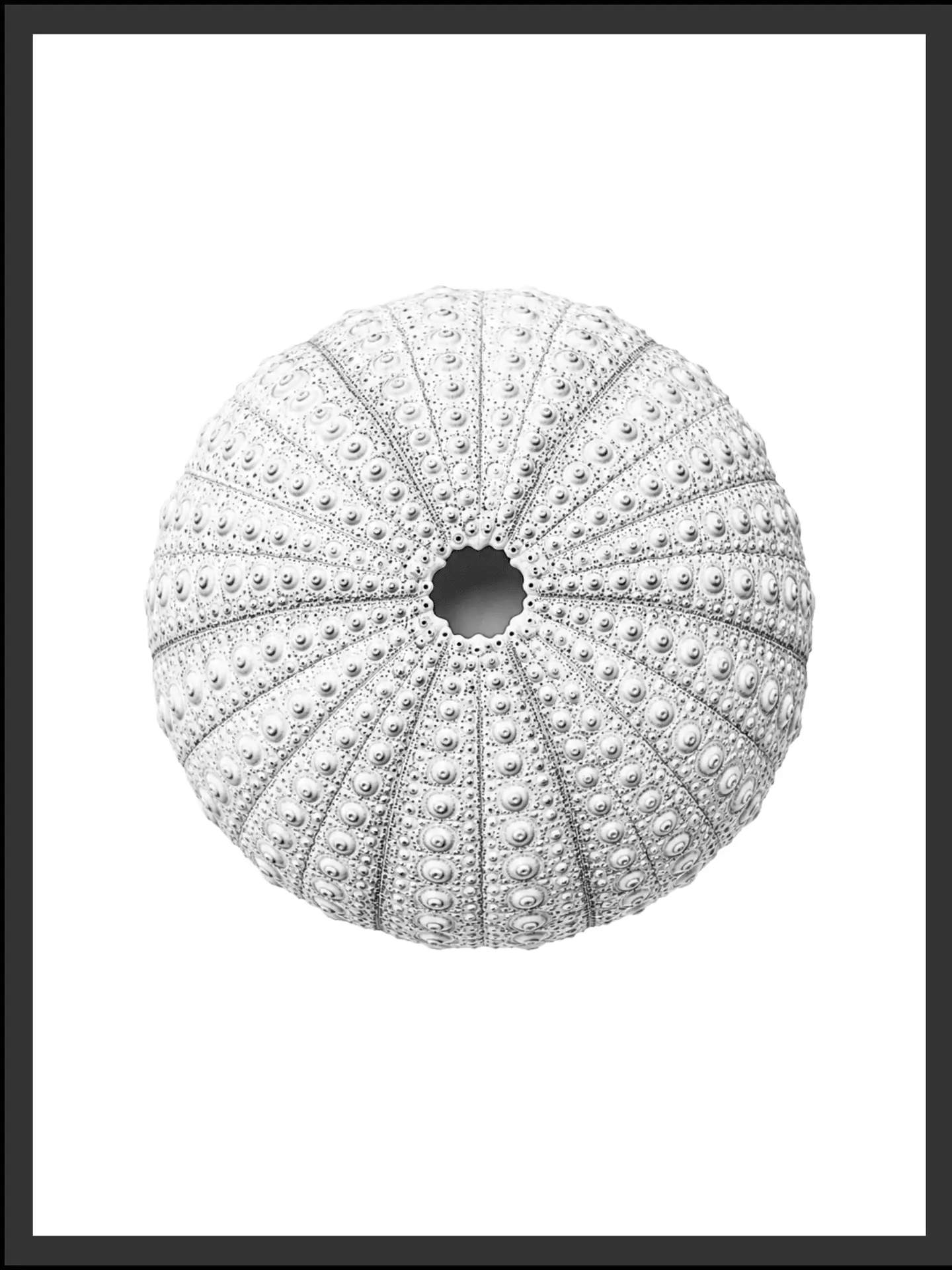 Main: Detailed black and white illustration of a round sea urchin shell covered in raised tubercles with a dark central opening — fine art nature wall art digital download. Short fallback: Black and white sea urchin shell wall art print.