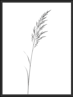 Main: Black and white botanical illustration of a single grass stem with a feathery seed head against a clean white background — fine art nature wall art digital download. Short fallback: Black and white botanical grass stem wall art print.