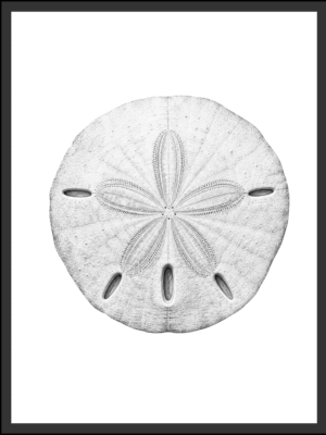 Main: Detailed black and white illustration of a sand dollar showing its five-petal pattern and textured surface — fine art nature wall art digital download. Short fallback: Black and white sand dollar wall art print.